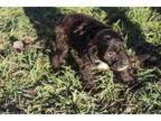 Mutt Puppy for sale in Rexburg, ID, USA