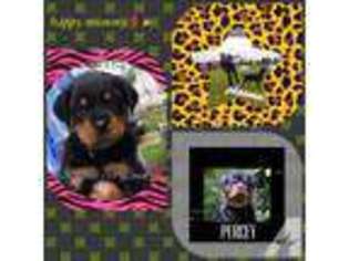 Rottweiler Puppy for sale in TALALA, OK, USA