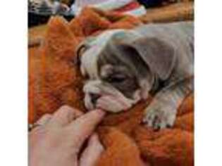 Bulldog Puppy for sale in Monroe, WA, USA