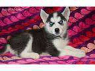 Siberian Husky Puppy for sale in Hughesville, MO, USA