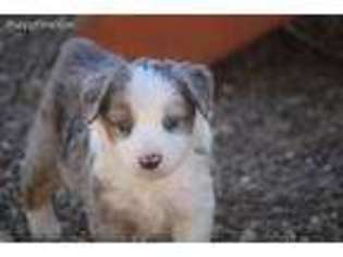 Miniature Australian Shepherd Puppy for sale in Camdenton, MO, USA