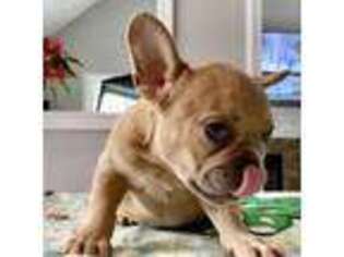 French Bulldog Puppy for sale in Brookline, NH, USA