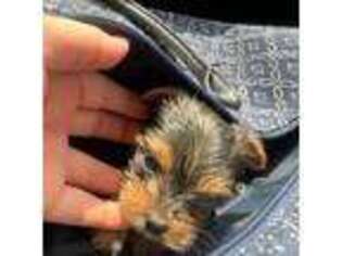 Yorkshire Terrier Puppy for sale in Tustin, CA, USA