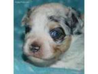 Miniature Australian Shepherd Puppy for sale in Hoschton, GA, USA