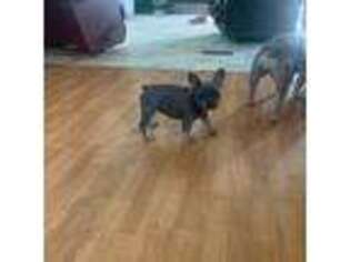 French Bulldog Puppy for sale in Shipshewana, IN, USA