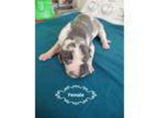 Great Dane Puppy for sale in Sulphur Springs, AR, USA