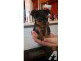 Yorkshire Terrier Puppy for sale in NEWTON GROVE, NC, USA