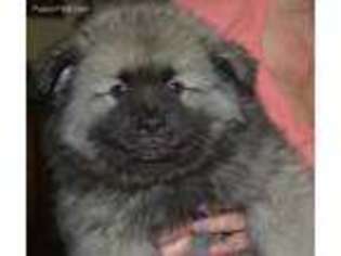 Keeshond Puppy for sale in Sugar Land, TX, USA