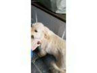 Golden Retriever Puppy for sale in Portersville, PA, USA