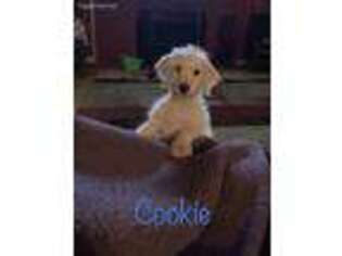 Labradoodle Puppy for sale in North Attleboro, MA, USA