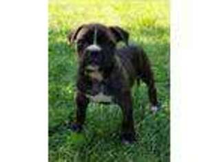 Alapaha Blue Blood Bulldog Puppy for sale in Cowpens, SC, USA