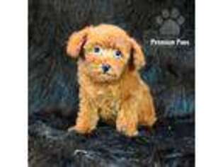 Mutt Puppy for sale in Kansas City, KS, USA