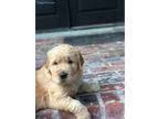 Golden Retriever Puppy for sale in Spring Branch, TX, USA