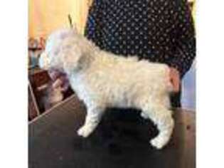 Spanish Water Dog Puppy for sale in Salemburg, NC, USA