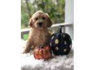 Goldendoodle Puppy for sale in Atkins, AR, USA