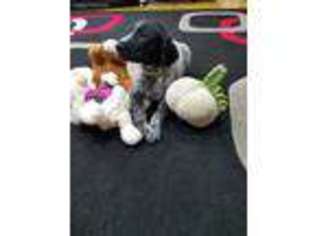 German Shorthaired Pointer Puppy for sale in Glendale, AZ, USA