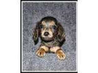 Dachshund Puppy for sale in Mountain View, AR, USA