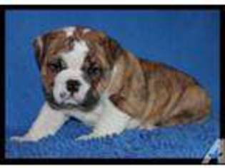 Bulldog Puppy for sale in GIG HARBOR, WA, USA