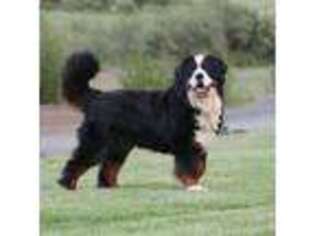 Bernese Mountain Dog Puppy for sale in Wellman, IA, USA