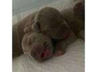 Neapolitan Mastiff Puppy for sale in Miramar, FL, USA