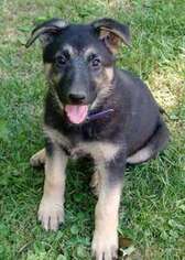 German Shepherd Dog Puppy for sale in Youngstown, NY, USA
