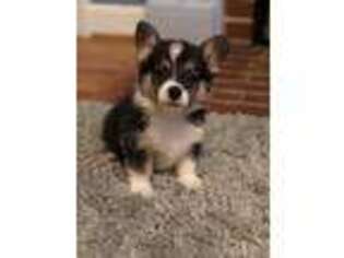 Pembroke Welsh Corgi Puppy for sale in Snow Hill, NC, USA