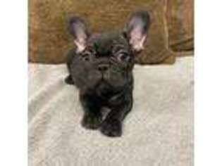 French Bulldog Puppy for sale in Cody, WY, USA