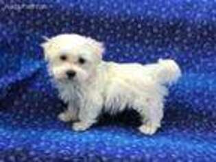 Maltese Puppy for sale in Ozark, MO, USA