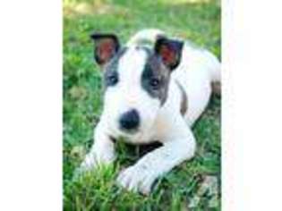 Bull Terrier Puppy for sale in SAN FRANCISCO, CA, USA