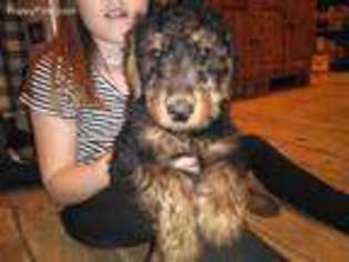 Airedale Terrier Puppy for sale in Pueblo, CO, USA