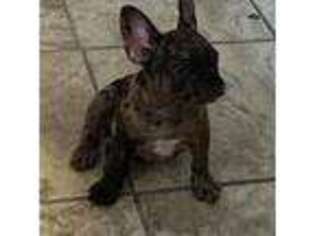 French Bulldog Puppy for sale in National City, CA, USA