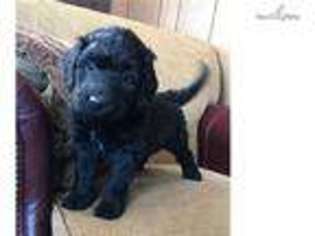 Labradoodle Puppy for sale in Bozeman, MT, USA