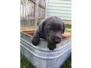 Labrador Retriever Puppy for sale in Jefferson, IA, USA