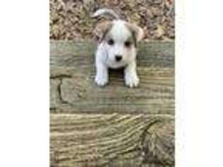 Cardigan Welsh Corgi Puppy for sale in Jacksonville, FL, USA