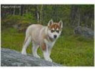 Siberian Husky Puppy for sale in Tuscaloosa, AL, USA