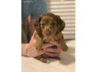 Dachshund Puppy for sale in Fountain, CO, USA
