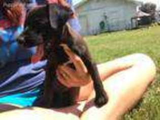 Mutt Puppy for sale in Erick, OK, USA