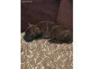 Bullmastiff Puppy for sale in Greeley, CO, USA