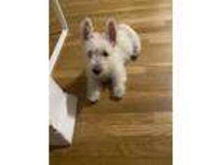 Scottish Terrier Puppy for sale in New York, NY, USA