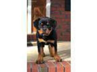 Rottweiler Puppy for sale in Danielsville, GA, USA