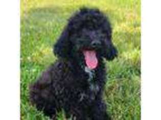 Mutt Puppy for sale in Guthrie, KY, USA