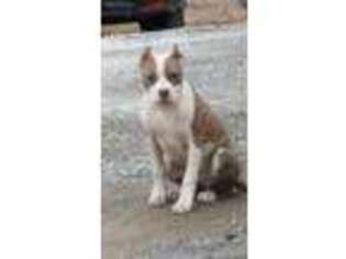 American Staffordshire Terrier Puppy for sale in Cana, VA, USA