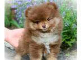Pomeranian Puppy for sale in Thurmont, MD, USA