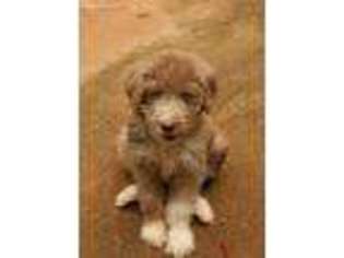 Mutt Puppy for sale in Jefferson, GA, USA