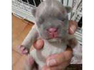 French Bulldog Puppy for sale in Salem, MA, USA