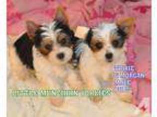 Yorkshire Terrier Puppy for sale in MILNER, GA, USA