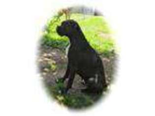 Boxer Puppy for sale in NEWPORT NEWS, VA, USA