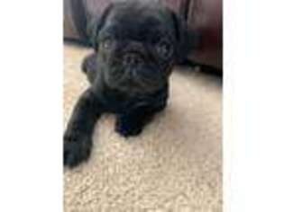 Pug Puppy for sale in Monroe, NC, USA