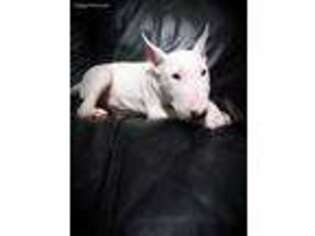 Bull Terrier Puppy for sale in Indianapolis, IN, USA