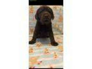 Labrador Retriever Puppy for sale in Charlotte, NC, USA